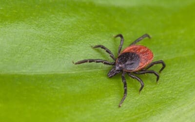 Lyme Disease: A Year-Round Problem