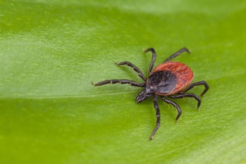 Lyme Disease: A Year-Round Problem